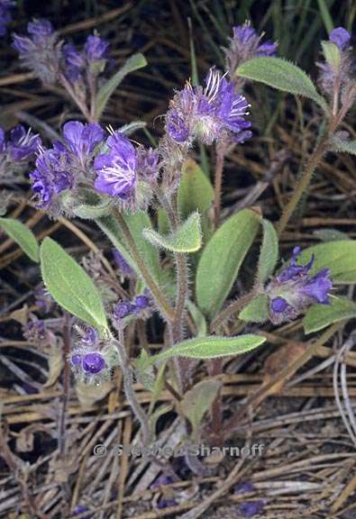 phacelia humilis 1 graphic